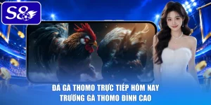 Đá gà Thomo